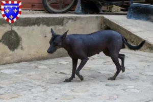 Lire la suite à propos de l’article Éleveurs de chiens nus péruviens et chiots en Centre-Val de Loire