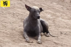 Lire la suite à propos de l’article Éleveurs de chiens nus péruviens et chiots en Flandre