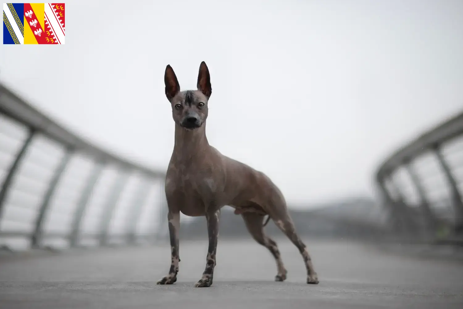 Chien nu péruvien chiots et éleveurs Grand Est Ici vous trouverez des éleveurs de chiens nus péruviens en Grand Est.