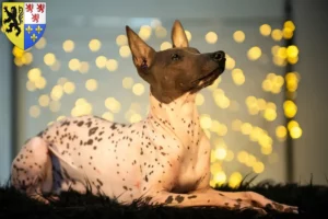 Lire la suite à propos de l’article Éleveurs de chiens nus péruviens et chiots en Hauts-de-France
