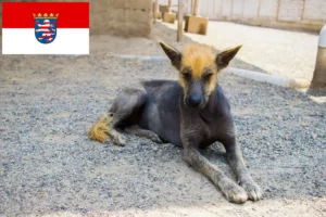 Lire la suite à propos de l’article Éleveurs de chiens nus péruviens et chiots en Hesse