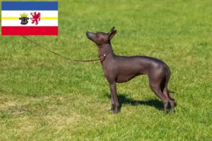 Lire la suite à propos de l’article Éleveurs de chiens nus péruviens et chiots dans le Mecklembourg-Poméranie occidentale
