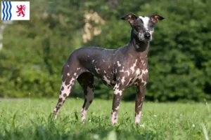 Lire la suite à propos de l’article Éleveurs de chiens nus péruviens et chiots en Nouvelle-Aquitaine