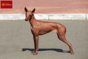 Lire la suite à propos de l’article Éleveurs de chiens nus péruviens et chiots en Occitanie