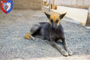 Lire la suite à propos de l’article Éleveurs de chiens nus péruviens et chiots en Pays de la Loire