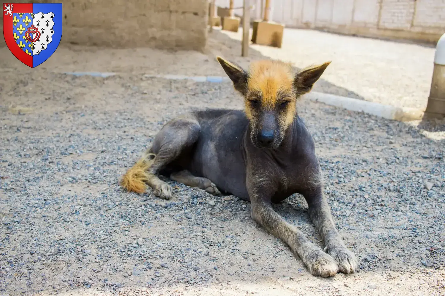 Chien nu péruvien chiots et éleveurs Pays de la Loire Ici vous trouverez des éleveurs de chiens nus péruviens en Pays de la Loire.