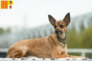 Lire la suite à propos de l’article Éleveurs de chiens nus péruviens et chiots en Provence-Alpes-Côte d’Azur