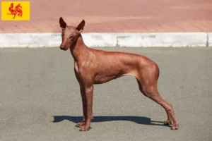Lire la suite à propos de l’article Éleveurs de chiens nus péruviens et chiots en Région wallonne