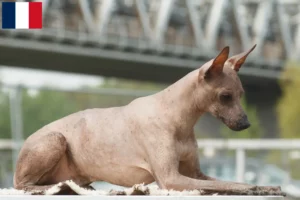 Lire la suite à propos de l’article Éleveurs de chiens nus péruviens et chiots à la Réunion