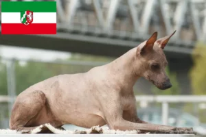 Lire la suite à propos de l’article Éleveurs de chiens nus péruviens et chiots en Rhénanie-du-Nord-Westphalie