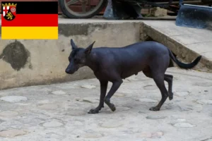 Lire la suite à propos de l’article Éleveurs de chiens nus péruviens et chiots en Rhénanie-Palatinat