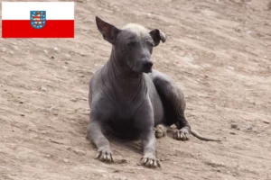 Lire la suite à propos de l’article Éleveurs de chiens nus péruviens et chiots en Thuringe