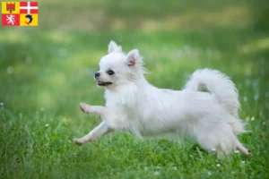 Lire la suite à propos de l’article Éleveurs de chihuahuas et chiots en Auvergne-Rhône-Alpes