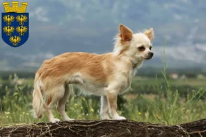 Lire la suite à propos de l’article Éleveurs de chihuahuas et chiots en Basse-Autriche