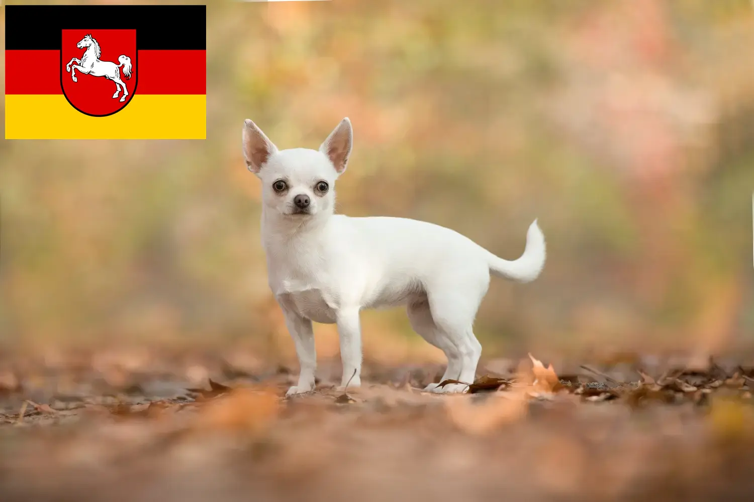 Chiots chihuahua et éleveurs Basse-Saxe Ici, tu trouveras des éleveurs de chihuahuas en Basse-Saxe.