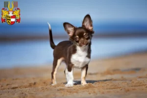 Lire la suite à propos de l’article Éleveurs de chihuahuas et chiots en Carinthie