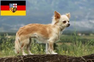Lire la suite à propos de l’article Éleveurs de chihuahuas et chiots en Sarre