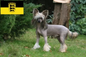 Lire la suite à propos de l’article Éleveurs de chiens chinois à crête et chiots dans le Bade-Wurtemberg