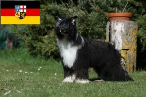 Lire la suite à propos de l’article Éleveurs de chiens chinois à crête et chiots en Sarre