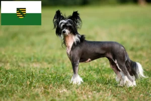 Lire la suite à propos de l’article Chinois Crested Dog éleveurs et chiots en Saxe