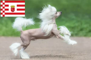 Lire la suite à propos de l’article Chinois Crested Dog éleveurs et chiots à Brême