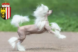 Lire la suite à propos de l’article Chinois Crested Dog éleveurs et chiots en Haute-Autriche