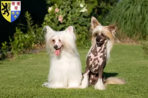 Lire la suite à propos de l’article Éleveurs de chiens chinois à crête et chiots en Hauts-de-France