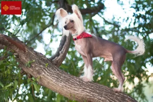Lire la suite à propos de l’article Éleveurs de chiens chinois à crête et chiots en Occitanie