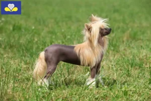 Lire la suite à propos de l’article Éleveurs de chiens chinois à crête et chiots en Région de Bruxelles-Capitale