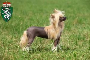 Lire la suite à propos de l’article Chinois Crested Dog éleveurs et chiots en Styrie