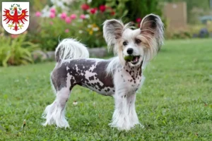Lire la suite à propos de l’article Éleveurs de chiens chinois à crête et chiots au Tyrol