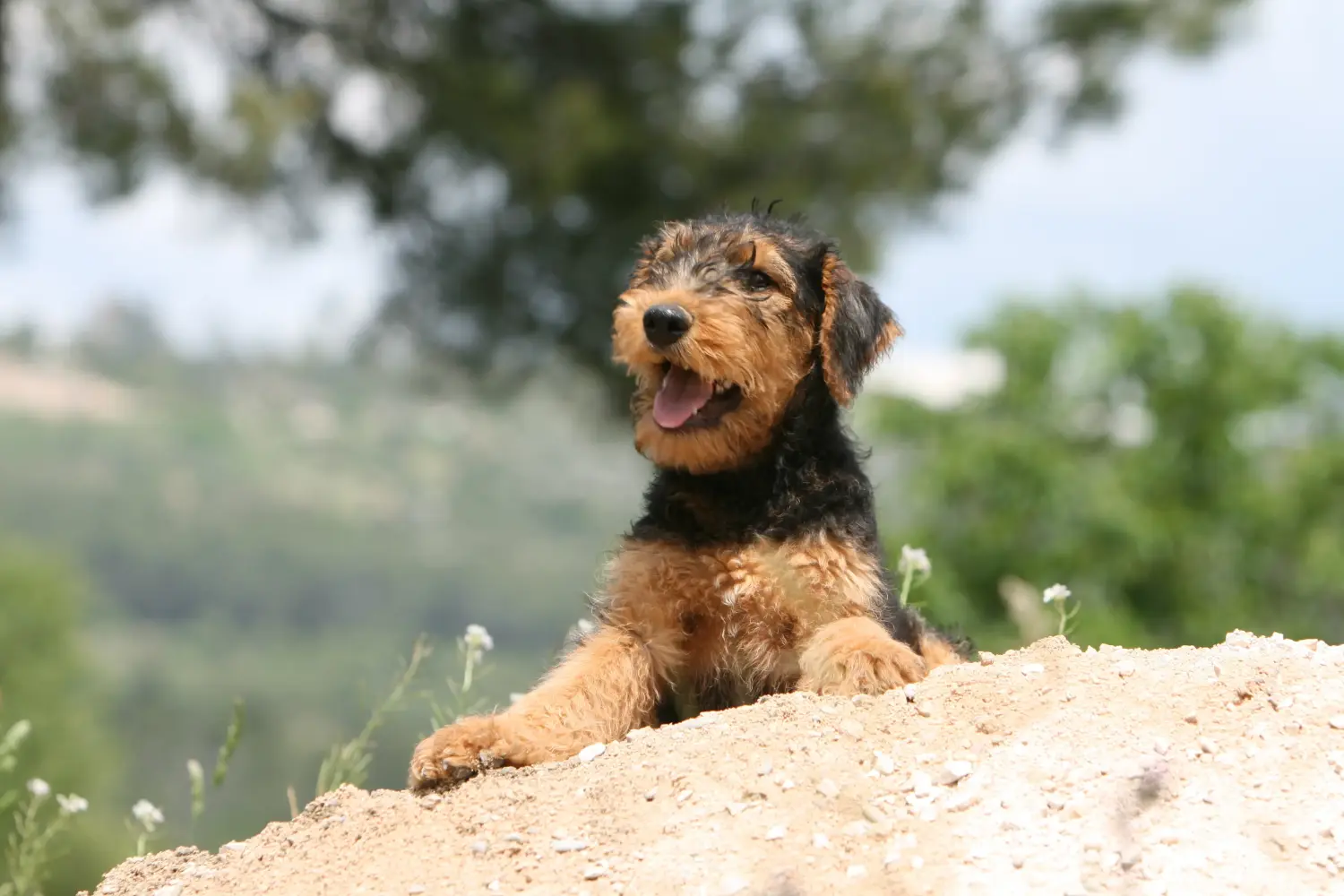 Acheter un chiot Airedale Terrier, c'est prendre ses responsabilités ! Acheter des chiots Airedale Terrier.