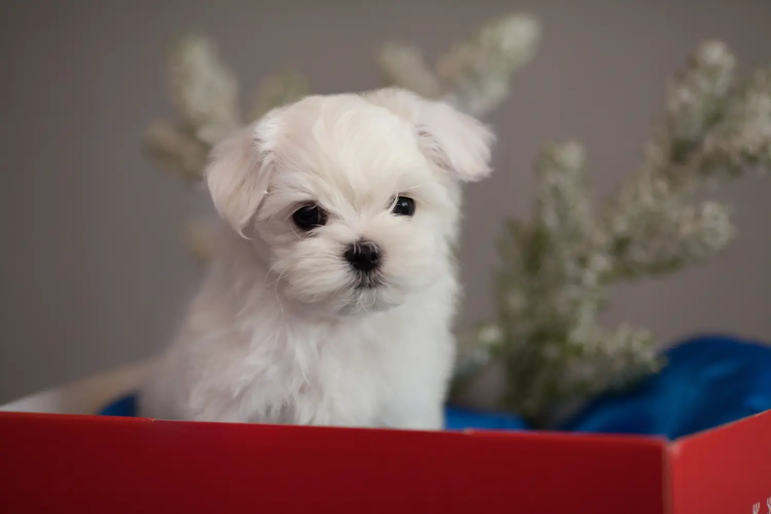 Acheter un chiot bichon maltais, c'est prendre ses responsabilités ! Acheter des chiots bichons maltais.