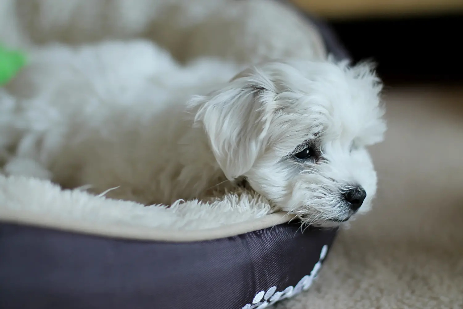 Acheter un chiot bichon maltais, c'est prendre ses responsabilités ! Acheter des chiots bichons maltais.