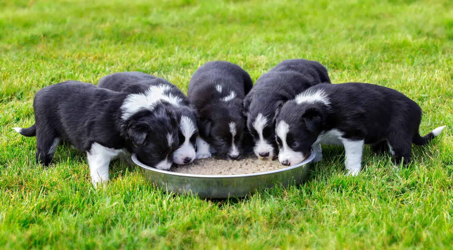 Acheter un chiot Border Collie, c'est prendre des responsabilités ! Acheter des chiots Border Collie.