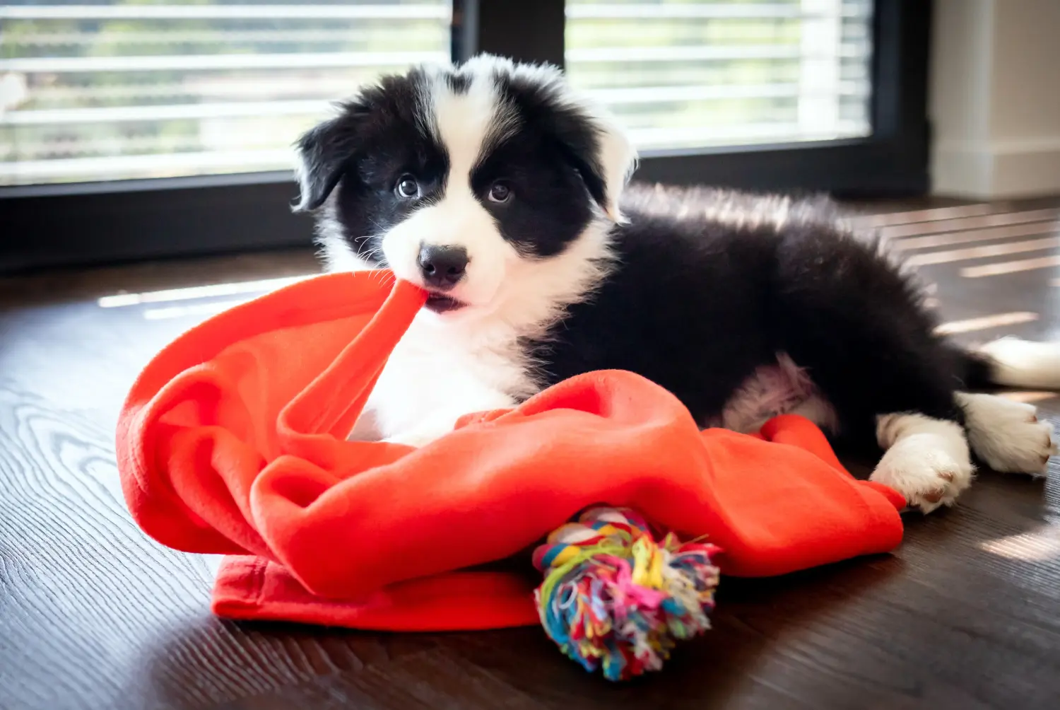 Acheter un chiot Border Collie, c'est prendre des responsabilités ! Acheter des chiots Border Collie.