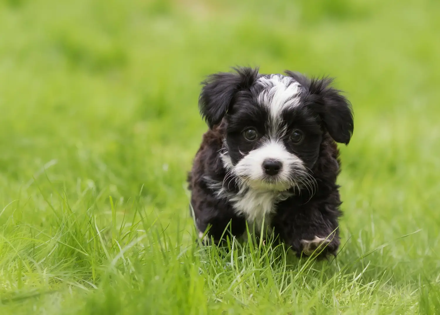 Acheter un chiot havanais, c'est prendre ses responsabilités ! Acheter des chiots havanais.