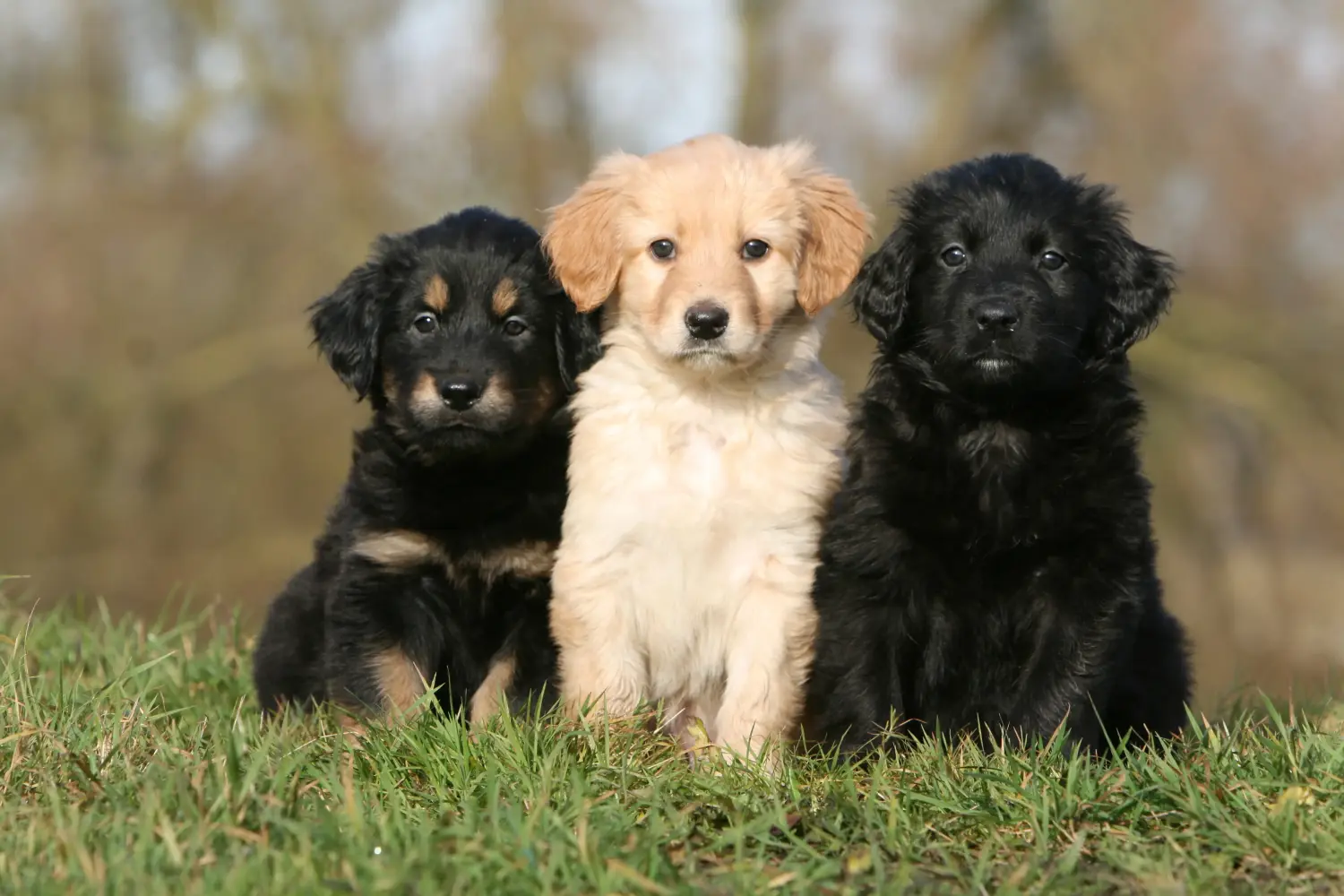 Acheter un chiot Hovawart, c'est prendre ses responsabilités ! Acheter des chiots Hovawart.