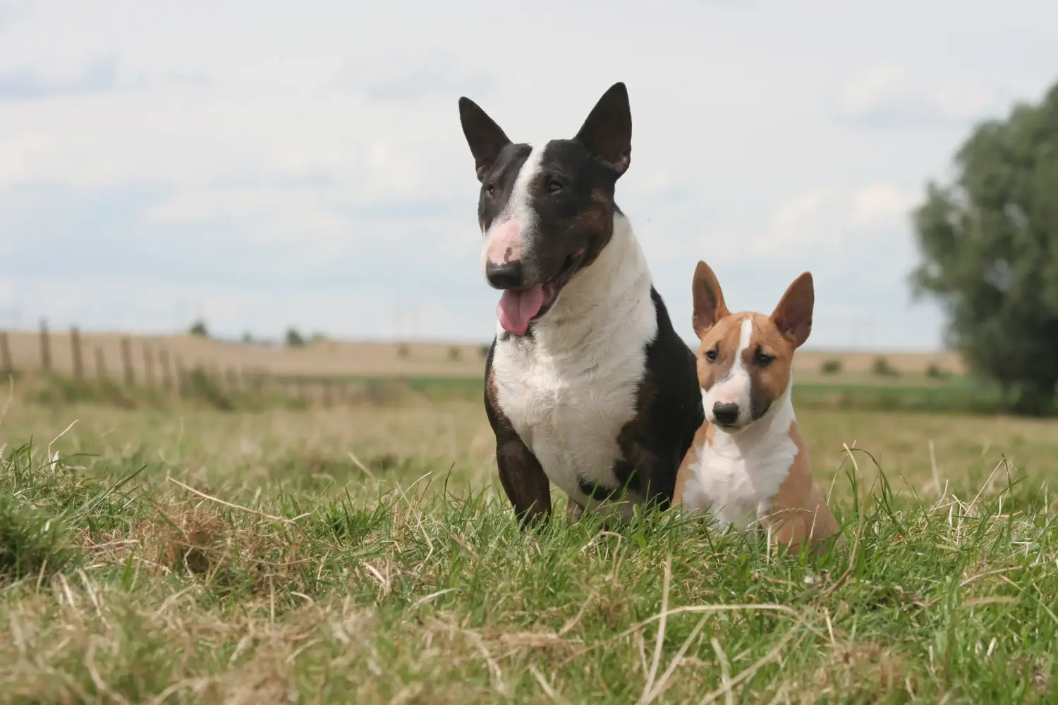 Acheter un chiot Miniature Bull Terrier, c'est prendre ses responsabilités ! Acheter des chiots Miniature Bull Terrier.