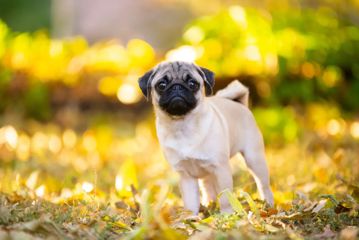 Acheter un chiot carlin, c'est prendre ses responsabilités ! Acheter des chiots de race Mops.