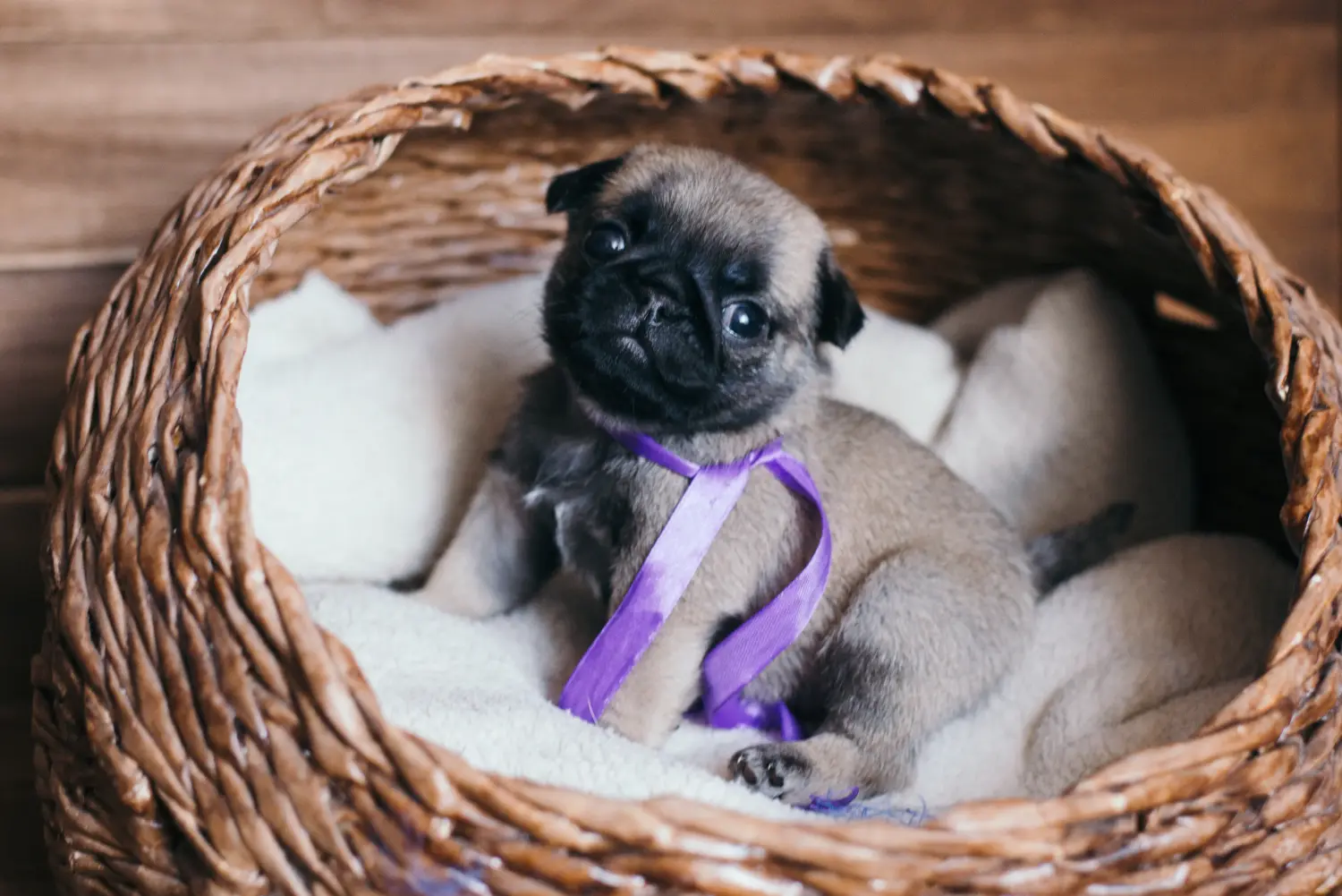 Acheter un chiot carlin, c'est prendre ses responsabilités ! Acheter des chiots de race Mops.