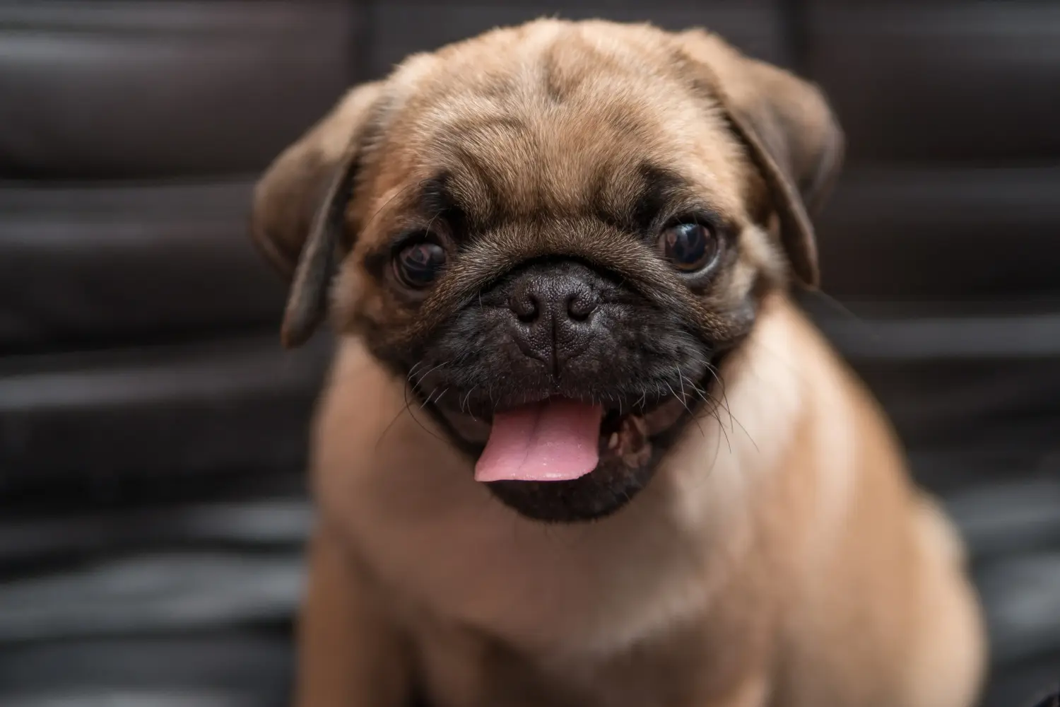 Acheter un chiot carlin, c'est prendre ses responsabilités ! Acheter des chiots de race Mops.
