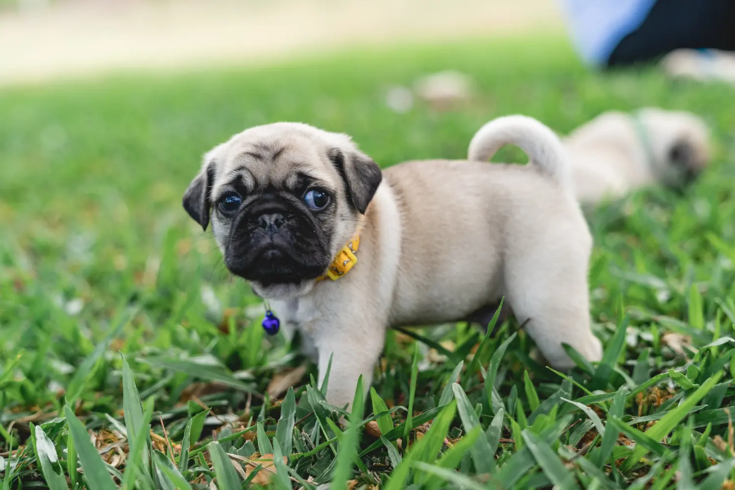 Acheter un chiot carlin, c'est prendre ses responsabilités ! Acheter des chiots de race Mops.