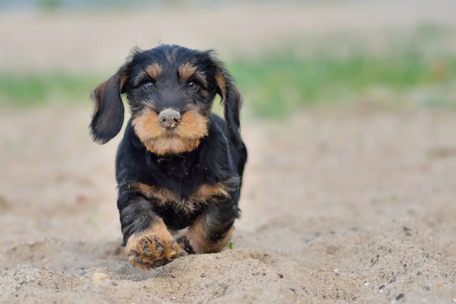 Acheter un chiot teckel, c'est prendre ses responsabilités ! Acheter des chiots teckels.