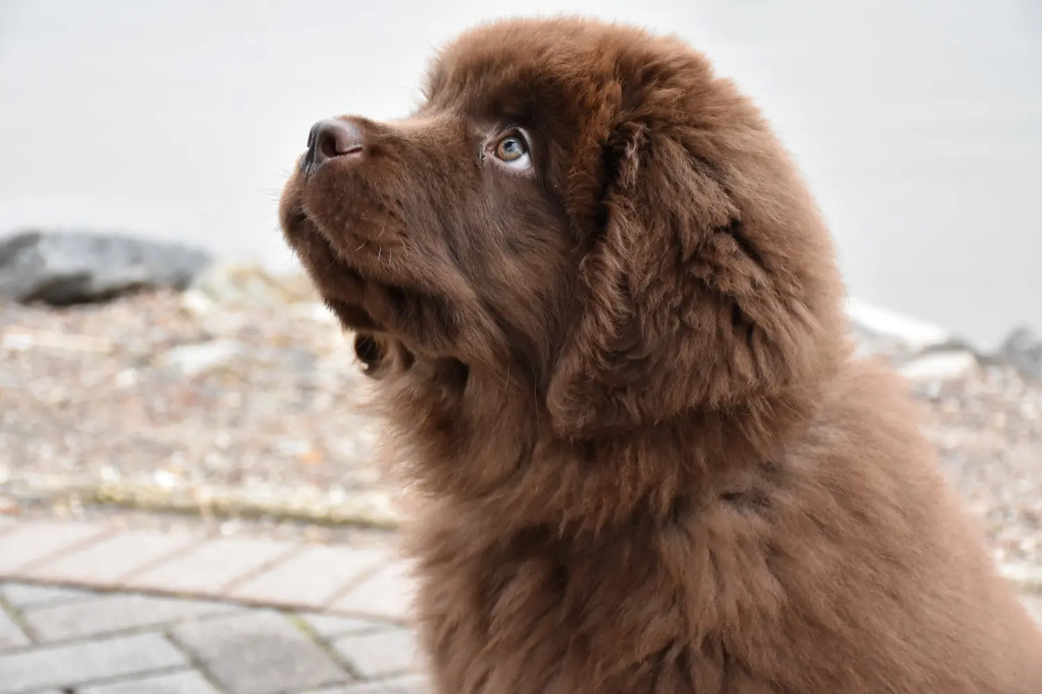 Acheter un chiot Terre-Neuve, c'est prendre ses responsabilités ! Acheter des chiots Terre-Neuve.