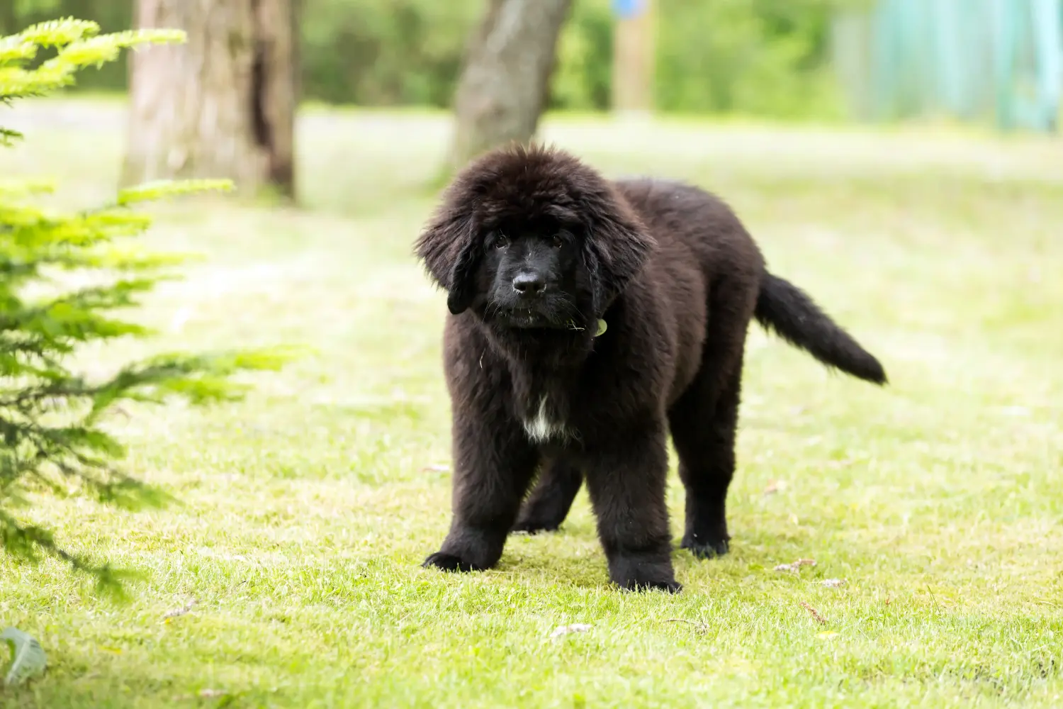 Acheter un chiot Terre-Neuve, c'est prendre ses responsabilités ! Acheter des chiots Terre-Neuve.