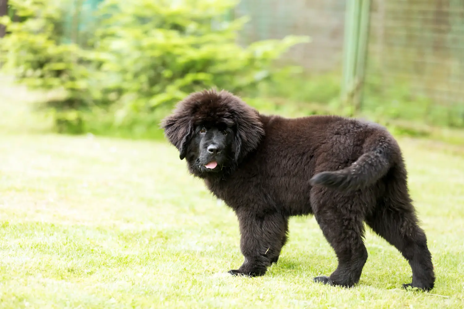 Acheter un chiot Terre-Neuve, c'est prendre ses responsabilités ! Acheter des chiots Terre-Neuve.