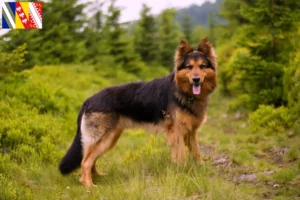 Lire la suite à propos de l’article Chodský pes éleveurs et chiots en Grand Est