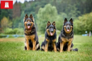 Lire la suite à propos de l’article Chodský pes éleveurs et chiots à Hambourg