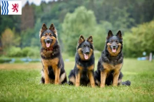 Lire la suite à propos de l’article Chodský pes éleveurs et chiots en Nouvelle-Aquitaine